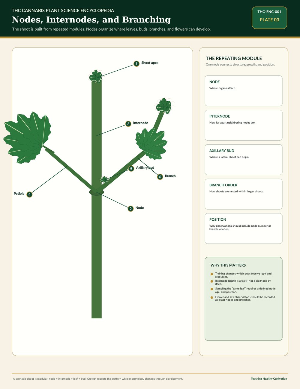 Cannabis nodes internodes and branching educational reference