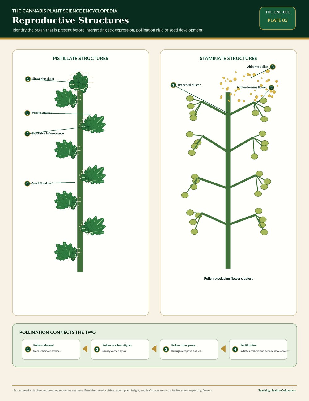 Cannabis reproductive structures educational reference