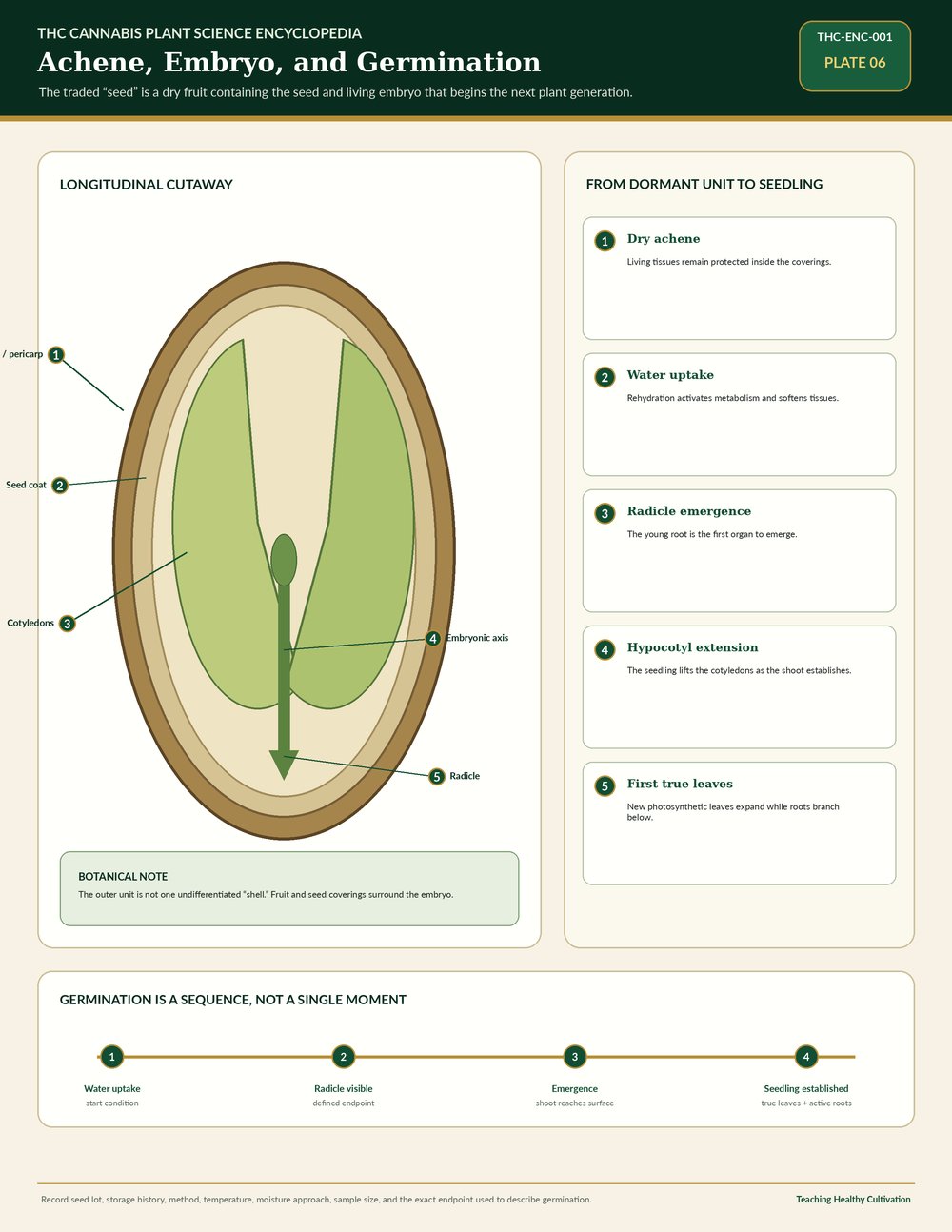 Cannabis achene embryo and germination anatomy reference