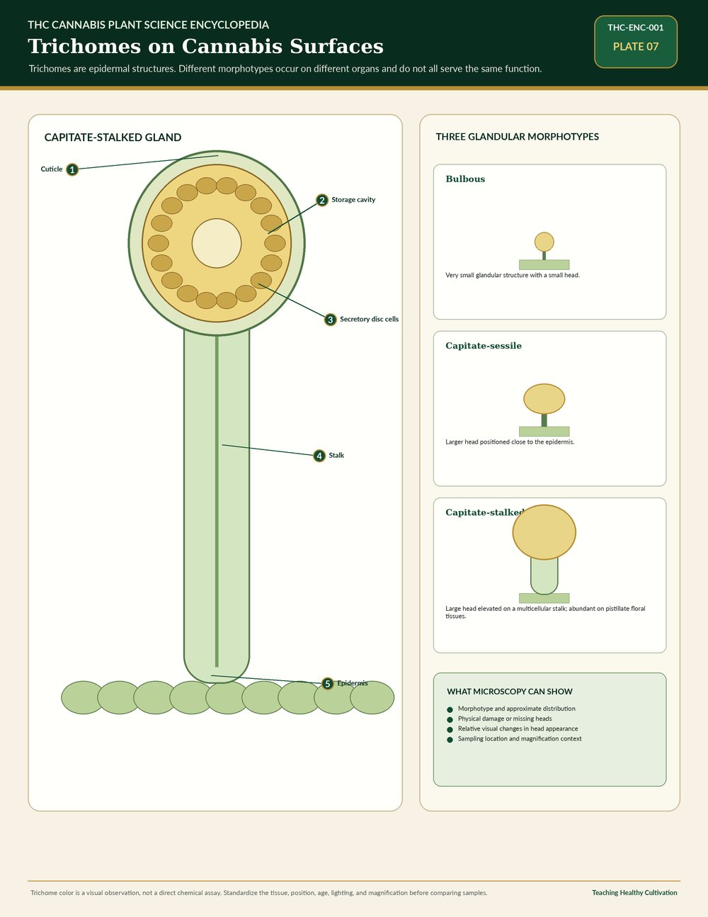 Cannabis trichomes on plant surfaces educational reference