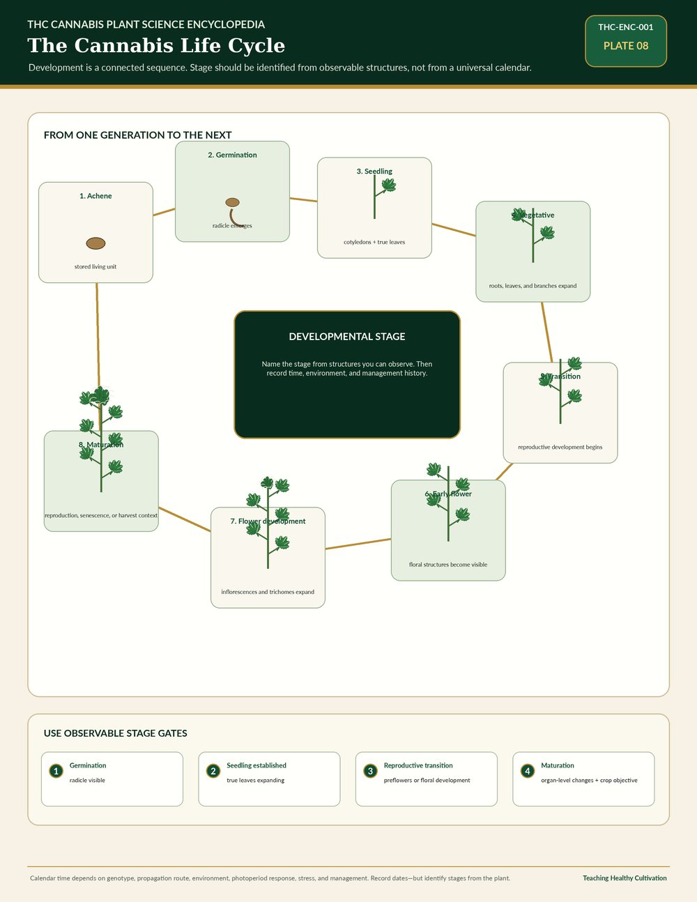 Teaching Healthy Cultivation — ENC 001 VIS 08 Cannabis Life Cycle v3.0.0
