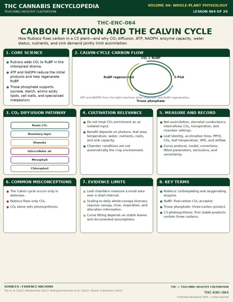 Carbon Fixation and the Calvin Cycle