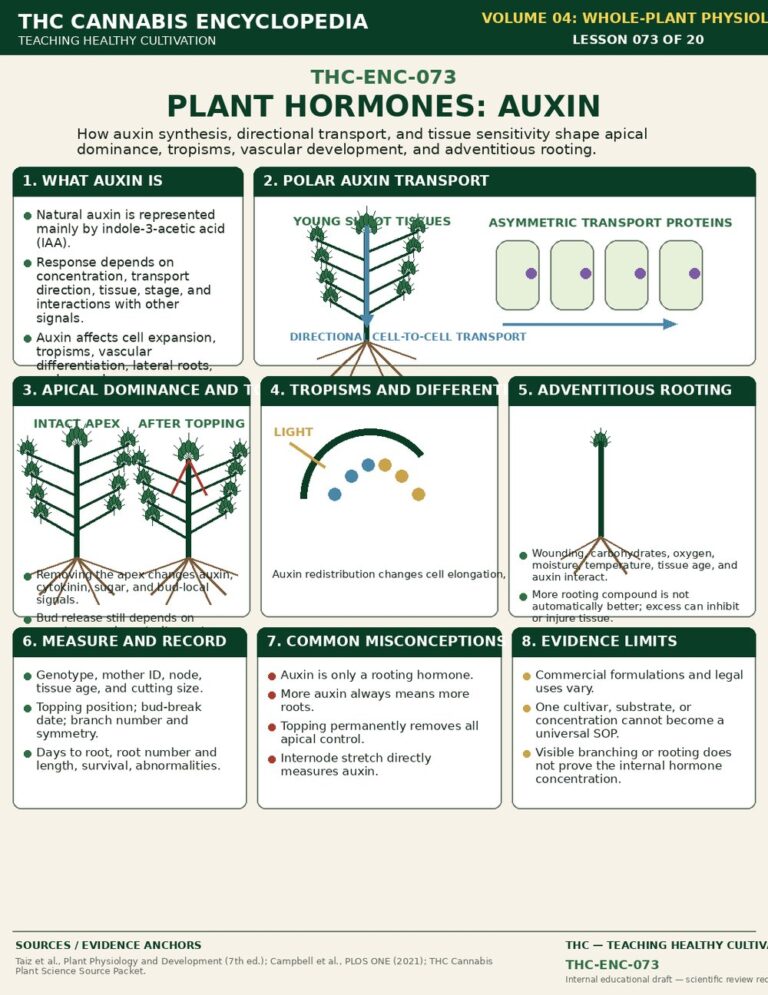 Plant Hormones Auxin