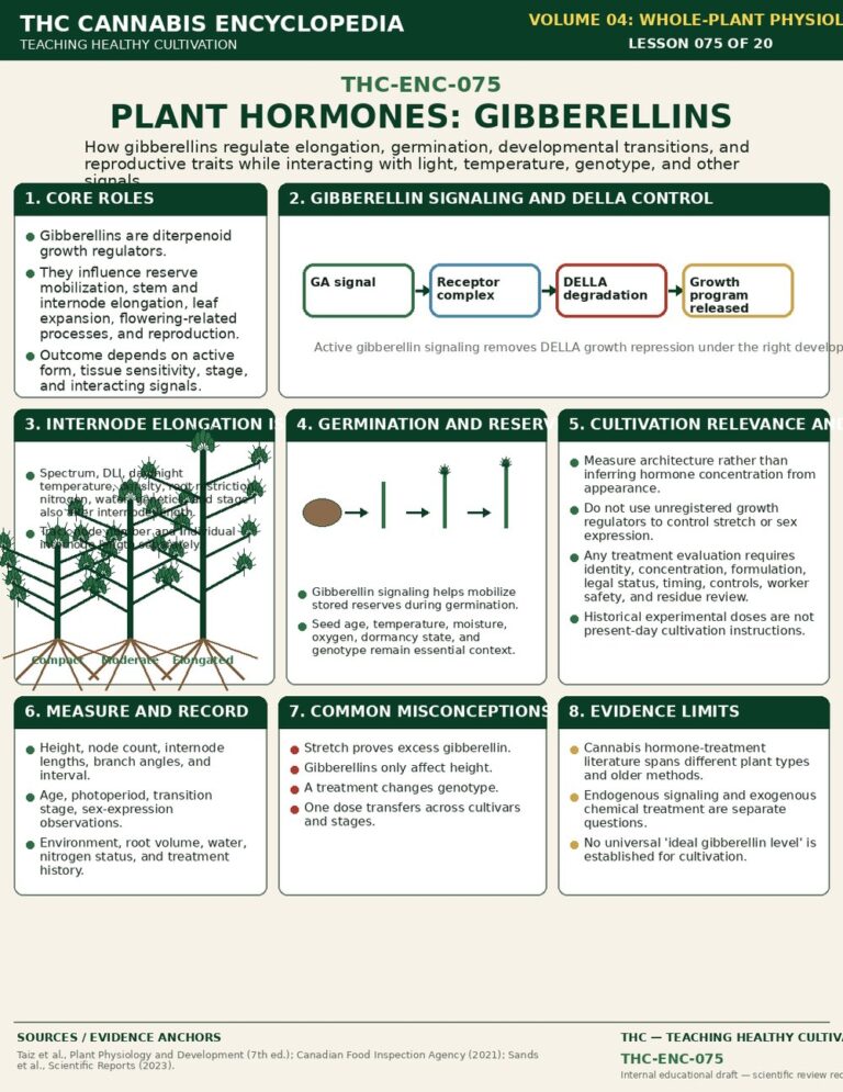 Plant Hormones Gibberellins