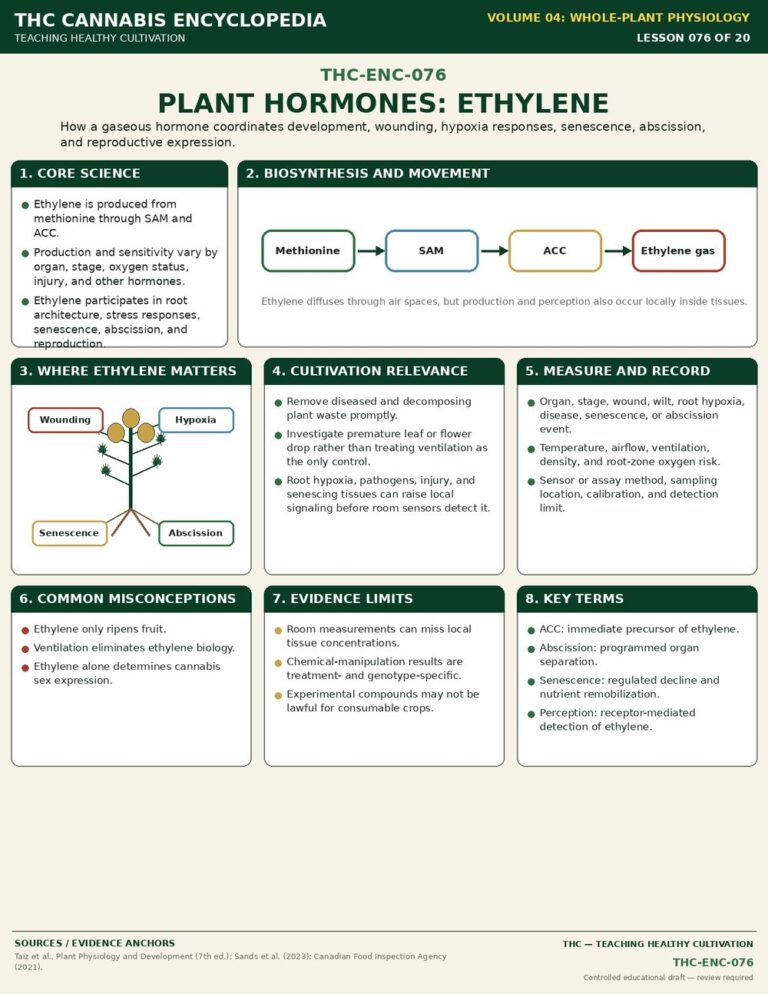 Plant Hormones Ethylene