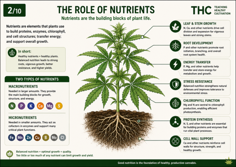 The Role of Nutrients Infographic