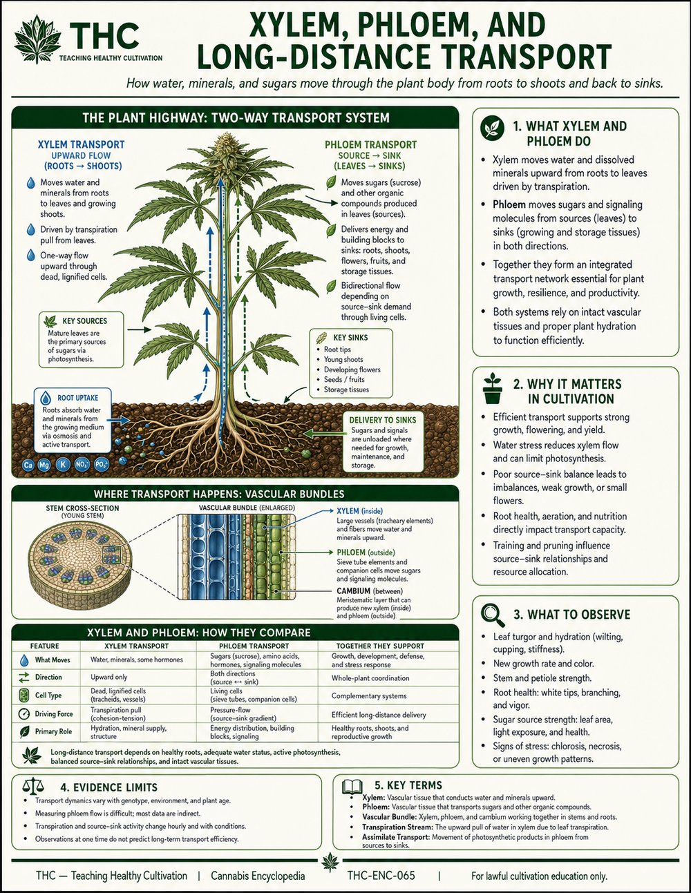 Teaching Healthy Cultivation — V04 SUP 002 Xylem Phloem and Long Distance Transport